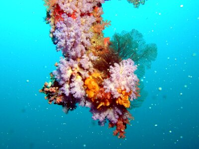 Coral colors sea