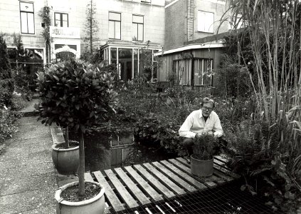 Nieuwe Gracht 96. Prof. dr. B.D. Bangma in zijn tuin. Aangekocht van United Photos de Boer bv. - Negatiefnummer 33158 k 8. - Gepubliceerd in het Haarlems Dagblad van 18.10.1990