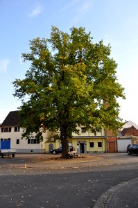 Nieder-Rosbach, Naturdenkmal