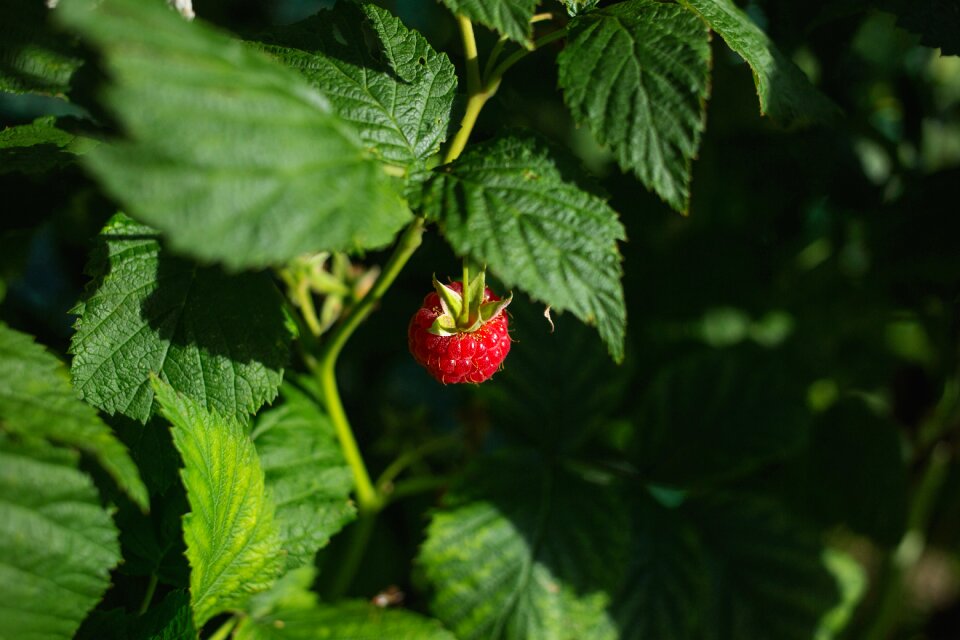 Fruit leaves strawberry