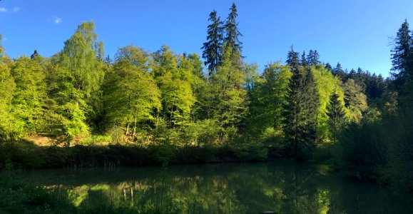 Niederreifenberg, Trippelweiher (1)