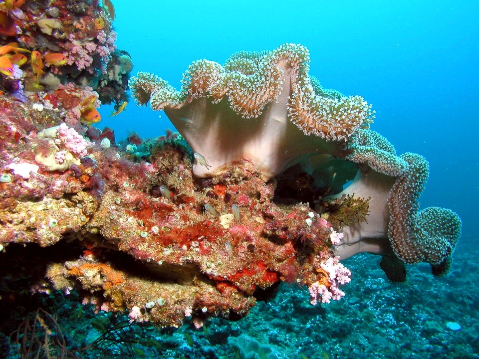 Underwater corals colors