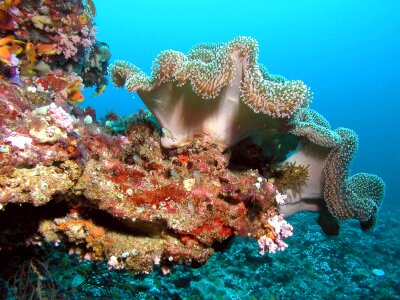 Underwater corals colors