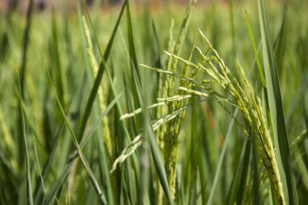 Rice fields green rice green field