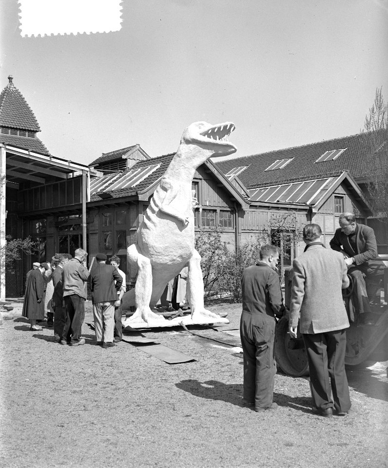 Nieuwe aanwinst voor Artis een tyrannosaurus, Bestanddeelnr 906-4507