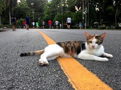 Pet portrait thai