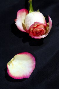 Petal withering one rose photo