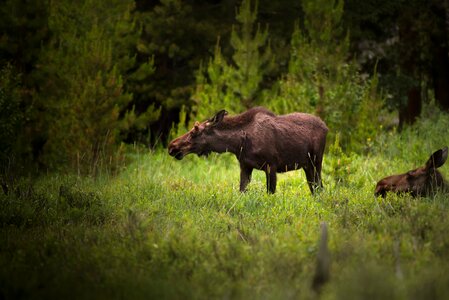 Female moose grass grassland