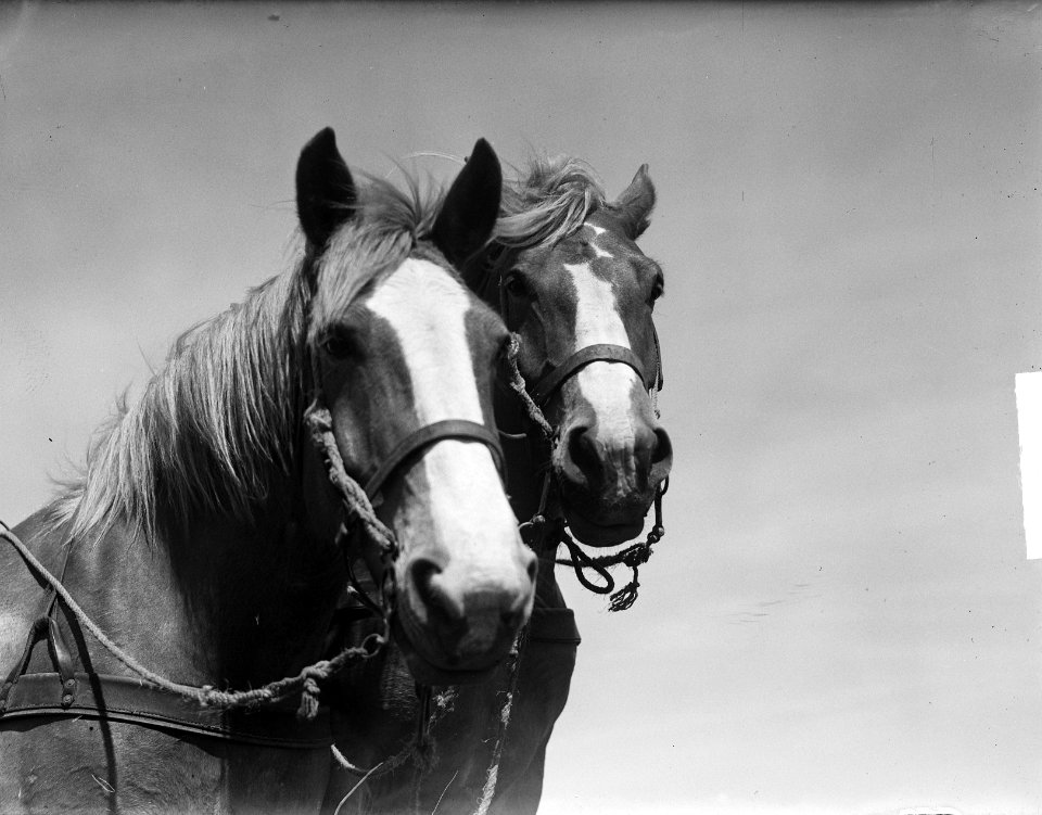 Nieuwe boerderijen in Ens (Noordoostpolder), twee paardenhoofden, Bestanddeelnr 903-9526