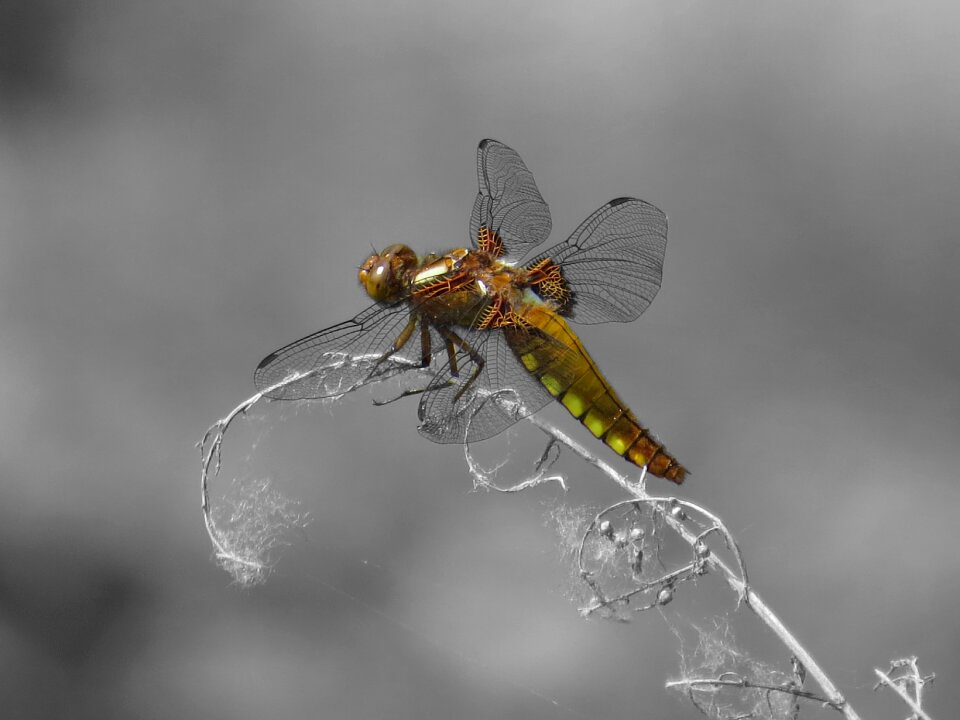 Orange macro insect