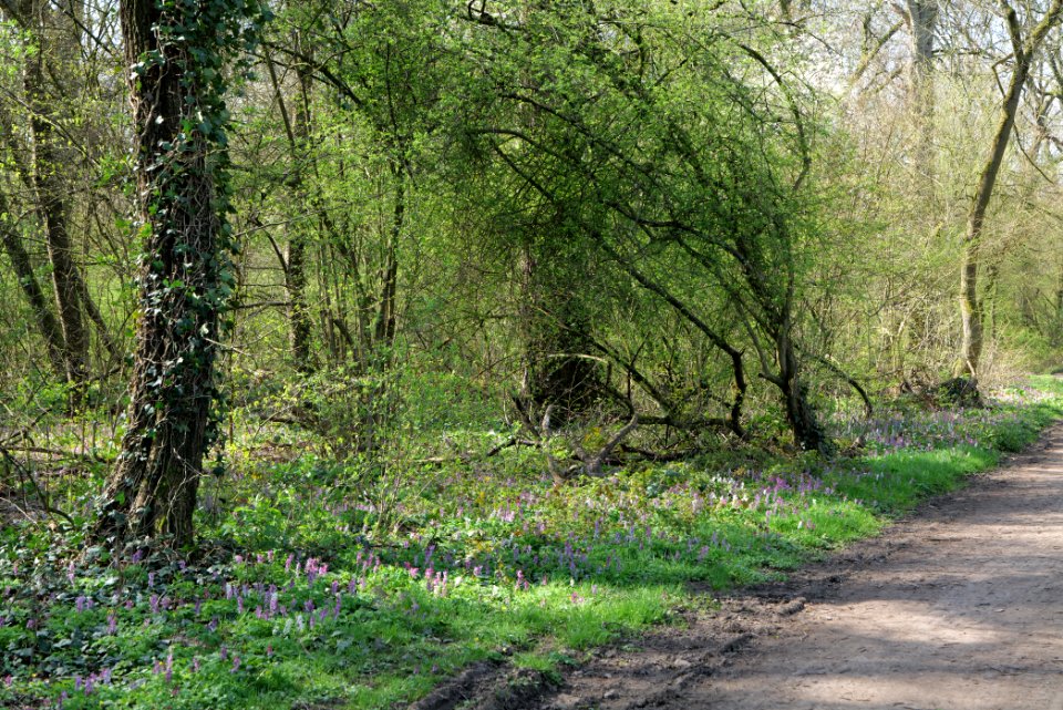 Niedwald 2020-03-27 04