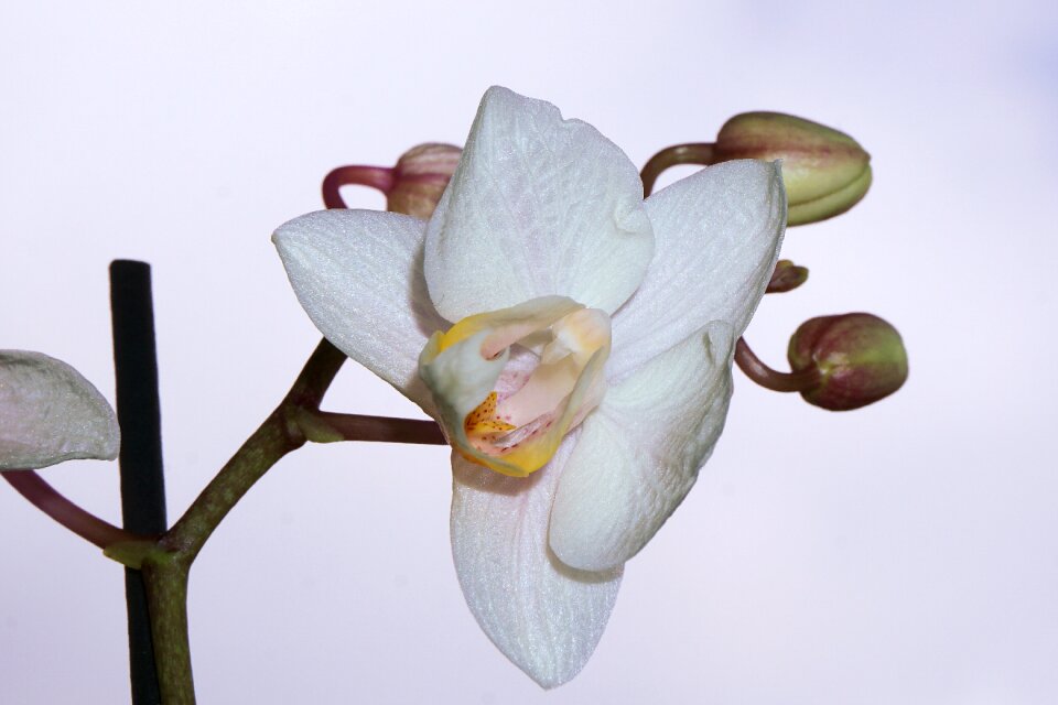 Bloom plant flora
