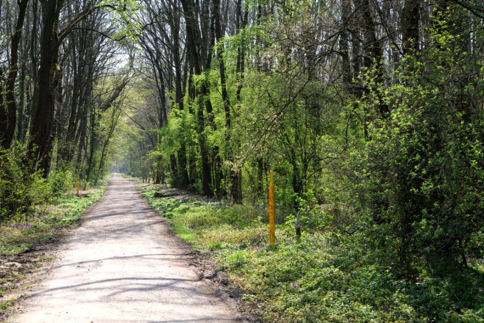 Niedwald 2020-03-27 02