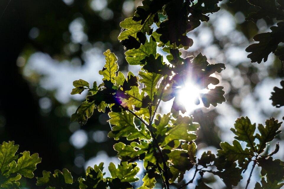 Branch oak branch spring