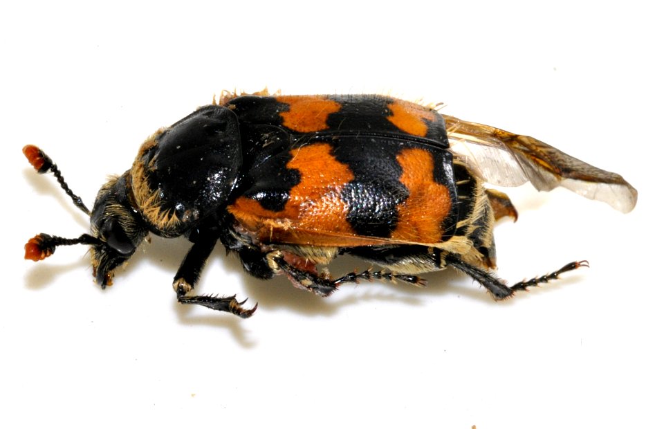 Nicrophorus-vespillo-04-fws