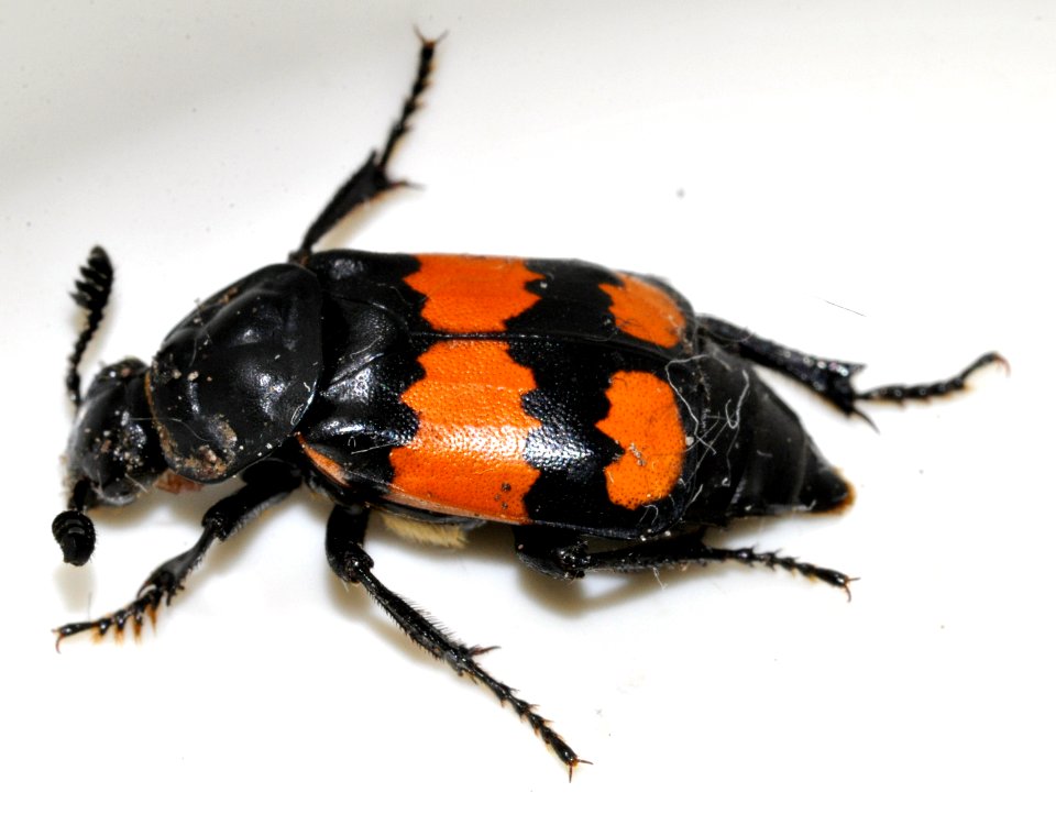 Nicrophorus-vespilloides-03-fws