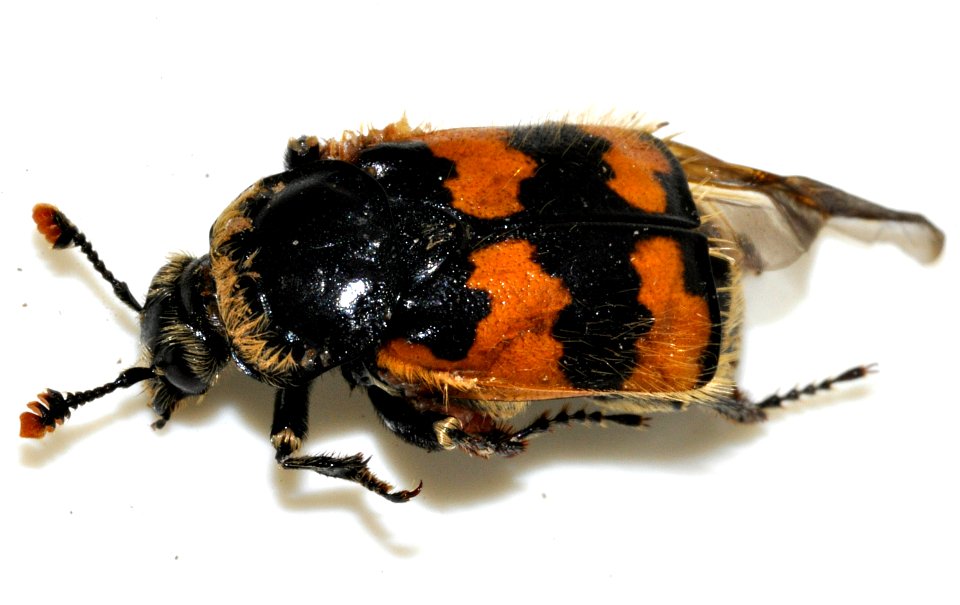 Nicrophorus-vespillo-02-fws