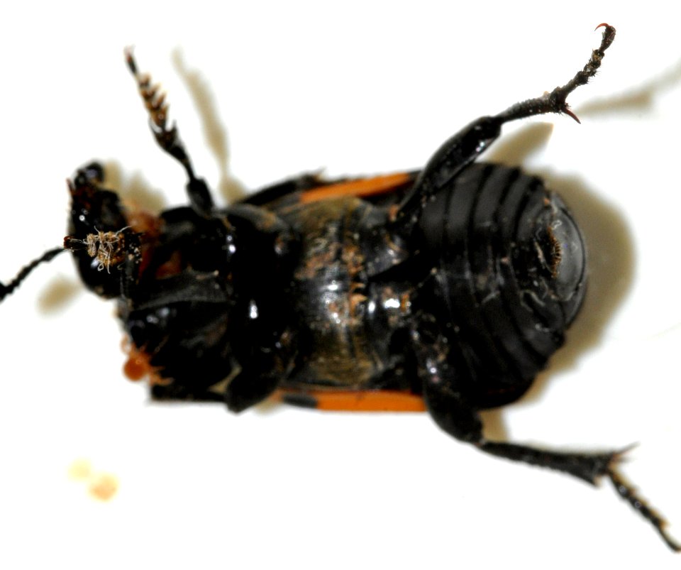 Nicrophorus-vespilloides-05-fws