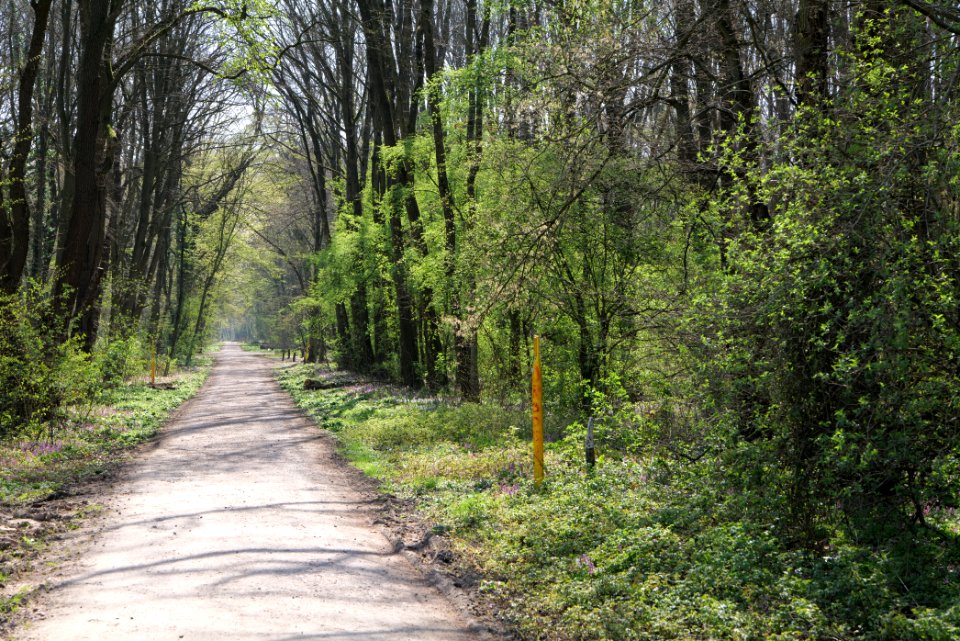 Niedwald 2020-03-27 01