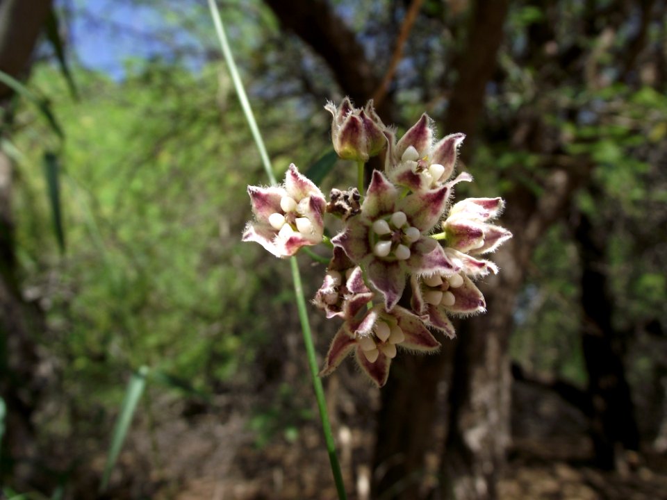 Nicotiana obtusifolia 1