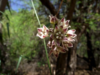 Nicotiana obtusifolia 1
