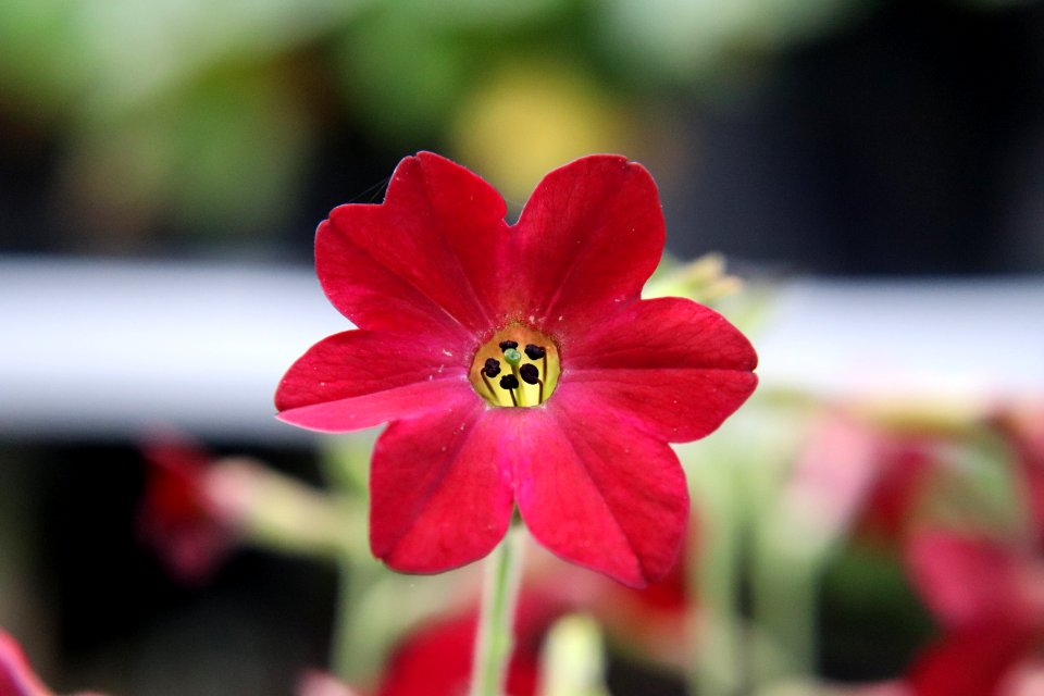 Nicotiana × sanderae public domain IMG 6615--