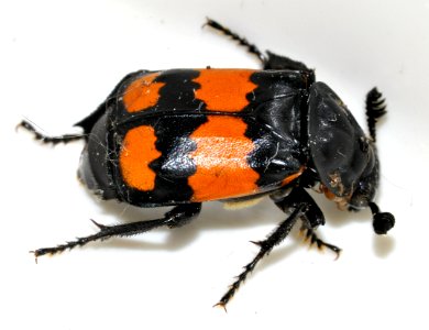 Nicrophorus-vespilloides-06-fws photo