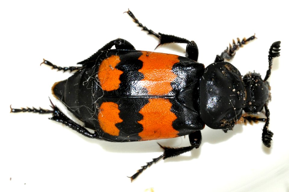 Nicrophorus-vespilloides-01-fws