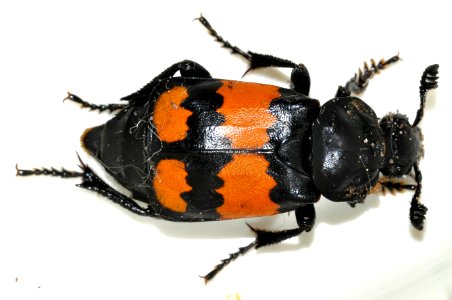 Nicrophorus-vespilloides-01-fws photo