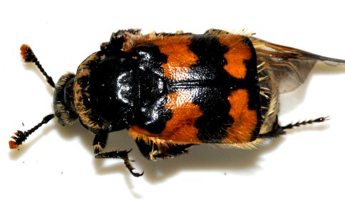 Nicrophorus-vespillo-01-fws