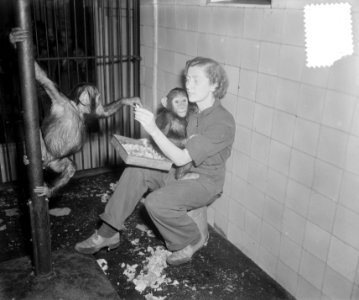 Nieuwe chimpansees in Artis, Bestanddeelnr 905-3353