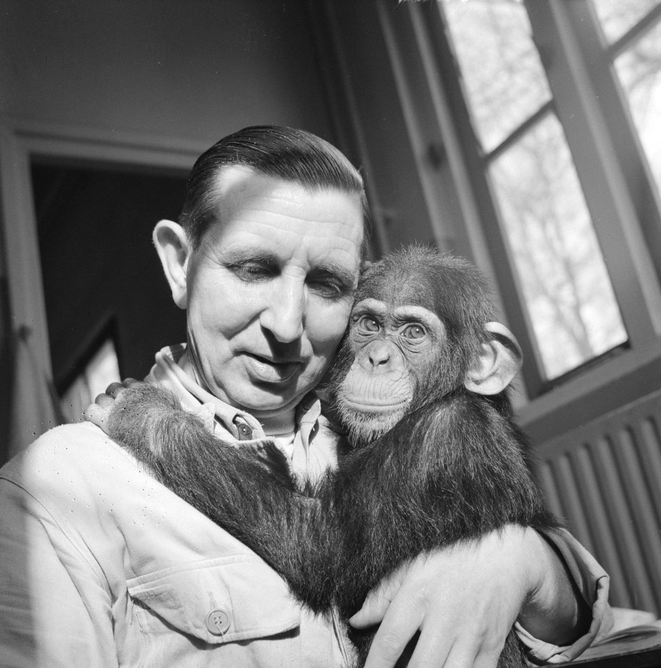 Nieuwe Chimpansee in Artis, de half jaar oude Chimpansee samen met de oppasser, Bestanddeelnr 914-8943