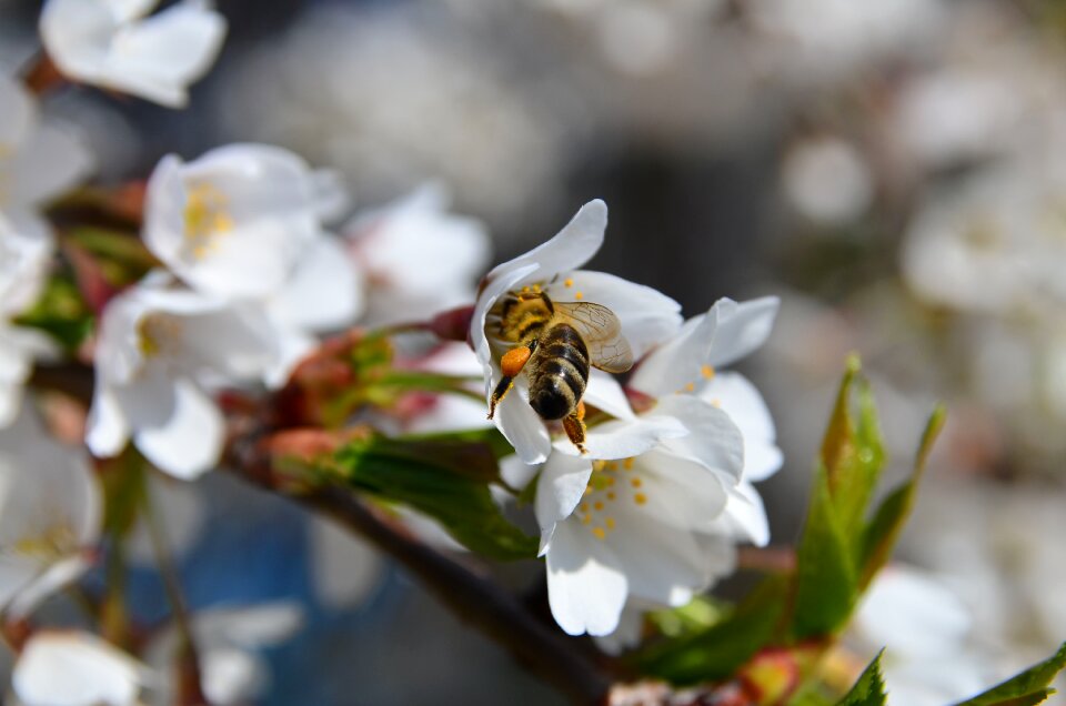 Bloom branch cherry blossom photo