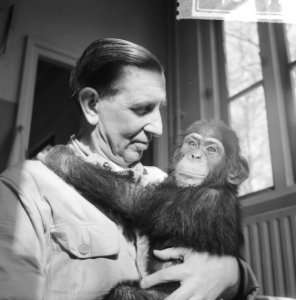 Nieuwe Chimpansee in Artis, de half jaar oude Chimpansee samen met de oppasser, Bestanddeelnr 914-8941
