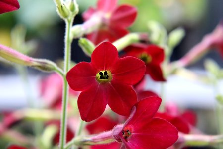 Nicotiana × sanderae public domain IMG 6582-
