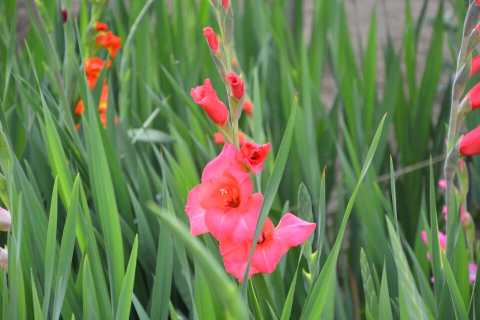 Flowers leaves pink