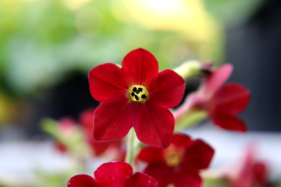 Nicotiana × sanderae public domain IMG 6587-
