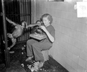 Nieuwe chimpansees in Artis, Bestanddeelnr 905-3352
