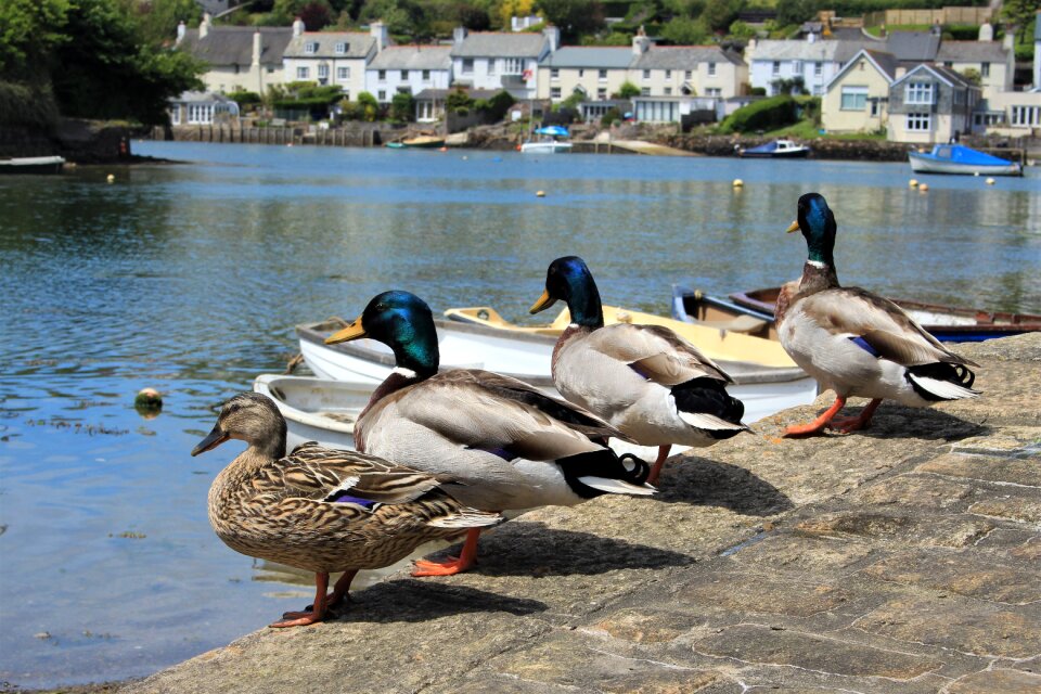 Bird lake colours