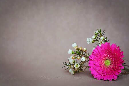 Blossom bloom petals photo