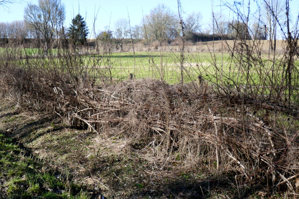Nieheim - Flechthecke an der Hospitalstraße