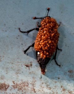 Nicrophorus vespillo - Gemeiner Totengräber mit Poecilochirus carabi