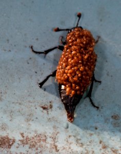 Nicrophorus vespillo - Gemeiner Totengräber mit Poecilochirus carabi photo