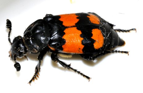 Nicrophorus-vespilloides-02-fws photo