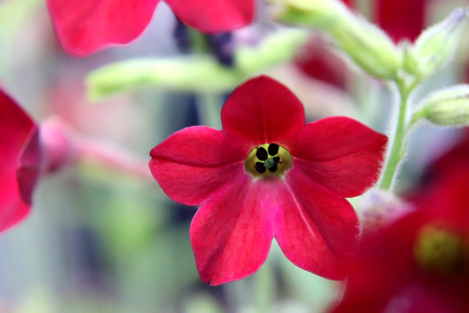 Nicotiana × sanderae public domain IMG 6533--