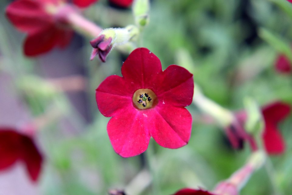 Nicotiana × sanderae public domain IMG 6550-