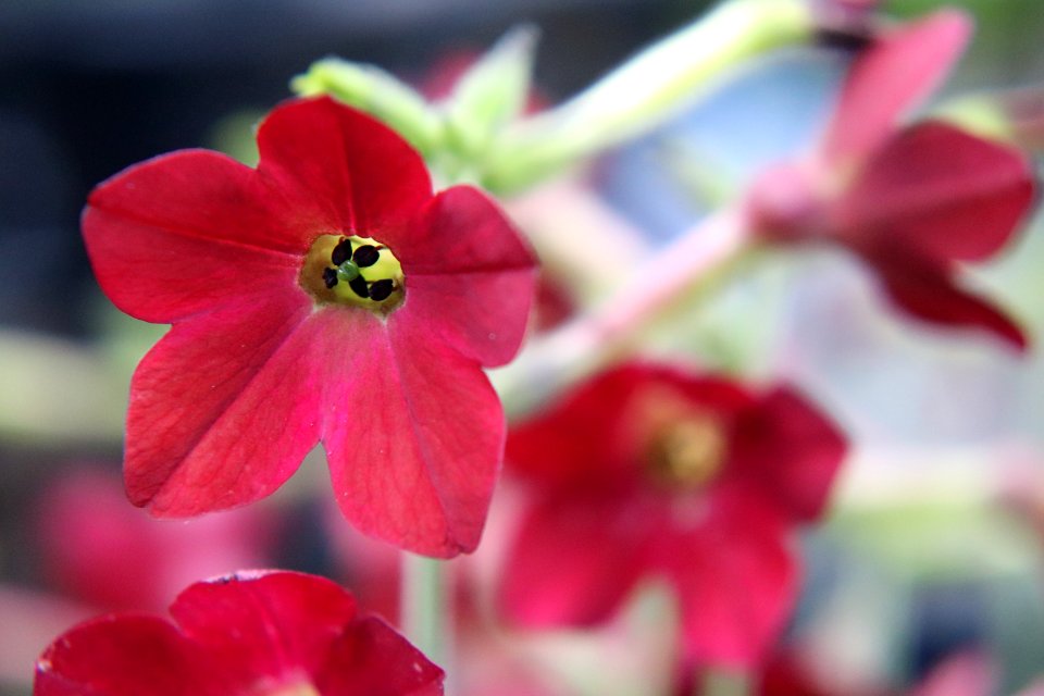 Nicotiana × sanderae public domain IMG 6514--