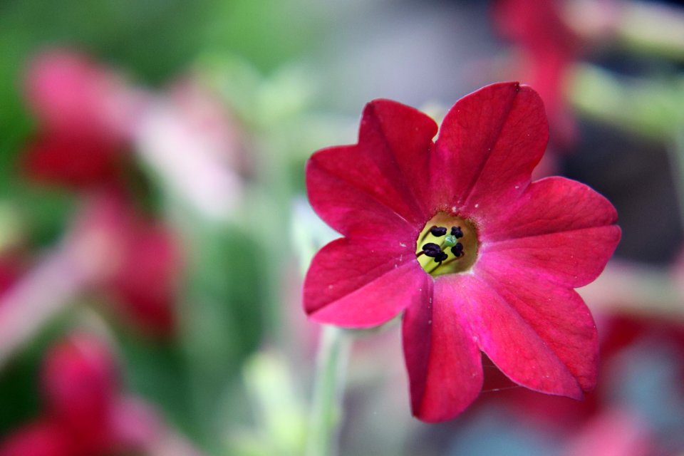 Nicotiana × sanderae public domain IMG 6526--