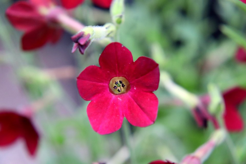 Nicotiana × sanderae public domain IMG 6545-