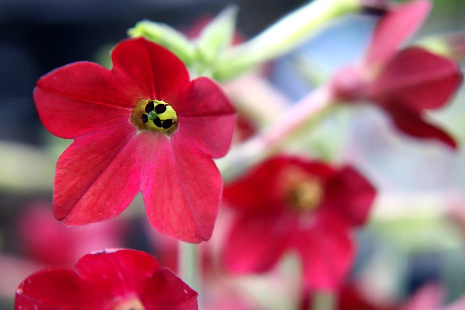 Nicotiana × sanderae public domain IMG 6513--